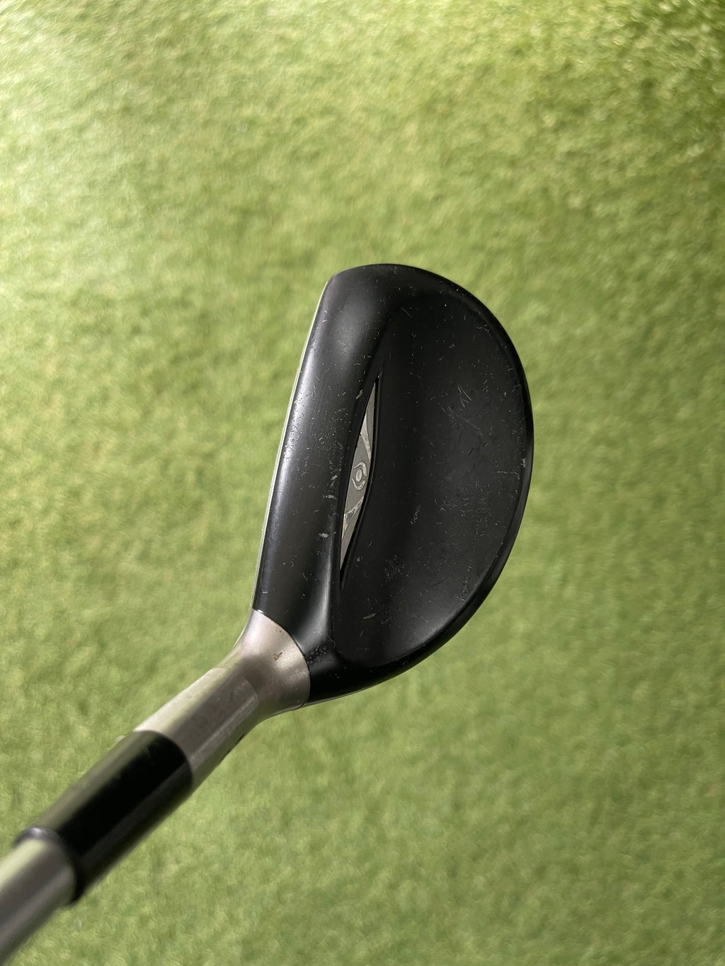 Cleveland Bloom Hibore Hybride 4