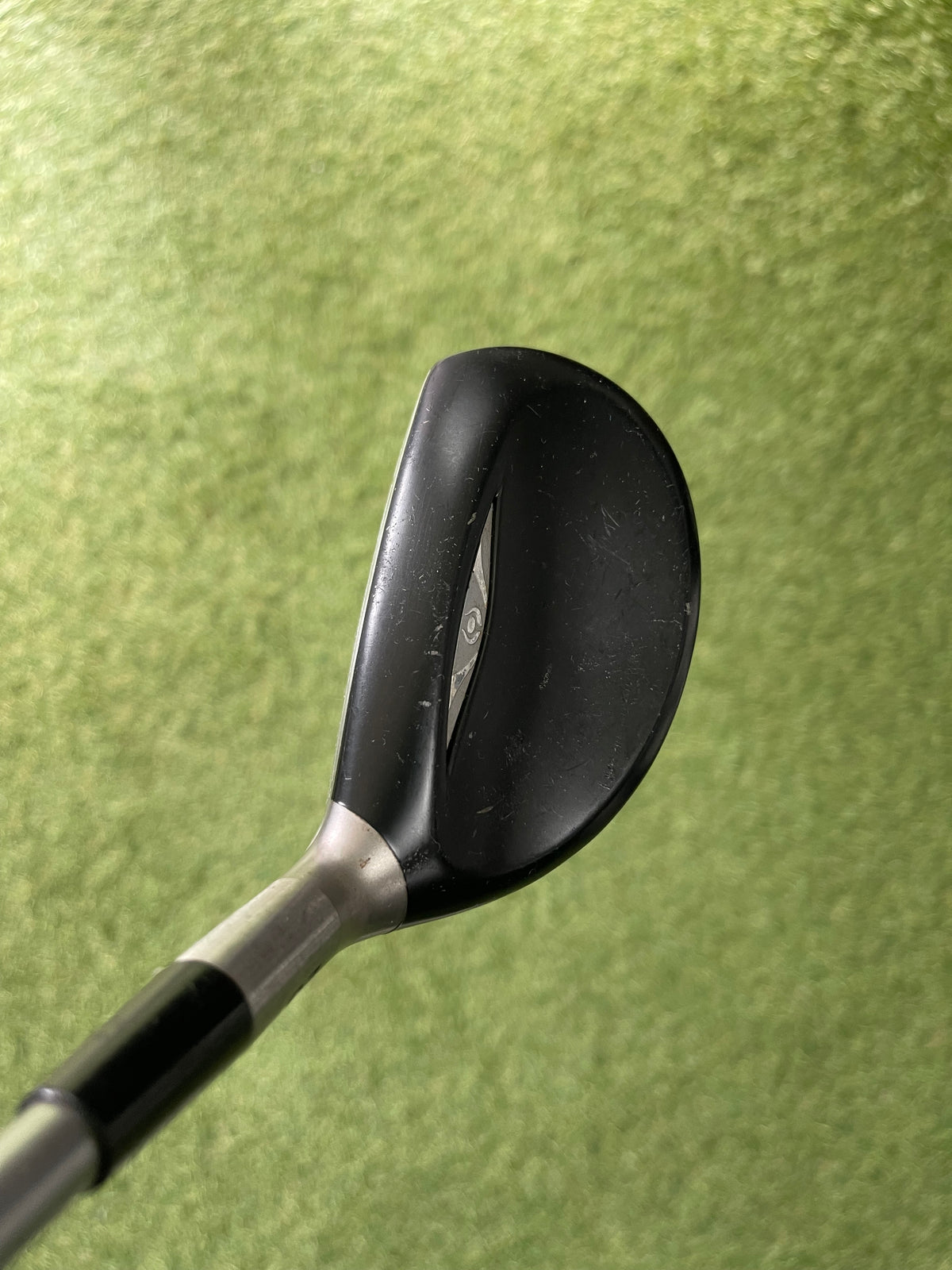 Cleveland Bloom Hibore Hybride 4